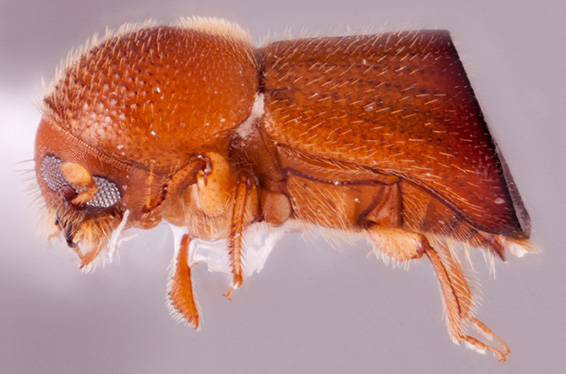 Xylosandrus amputatus by Rachel K Osborn